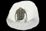 Bumpy Cyphaspis Trilobite - Ofaten, Morocco #92924-3